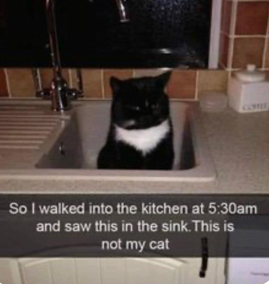 So walked into the kitchen at 530am and saw this in the sinkThis is not my cat
