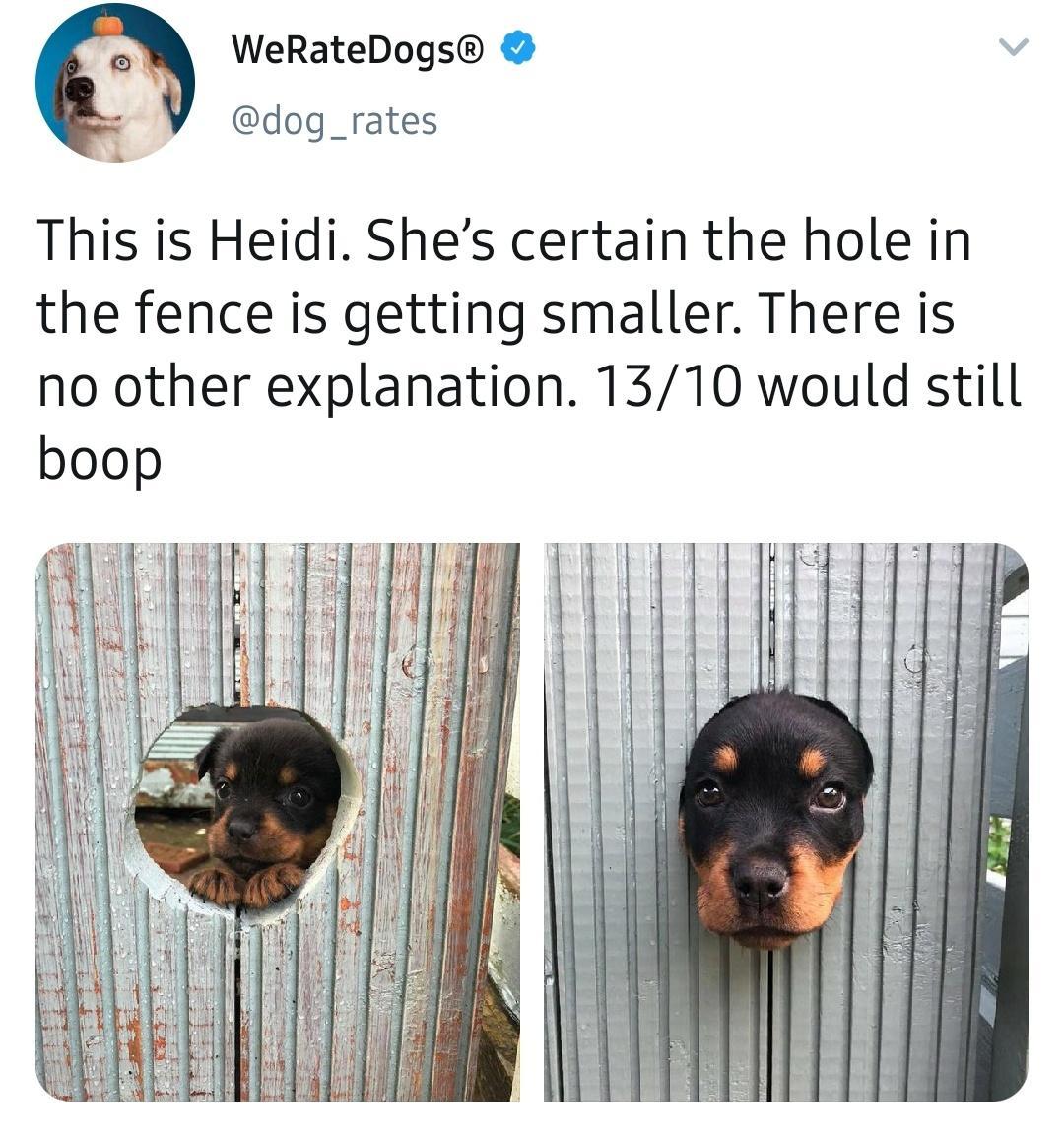 WeRateDogs dog_rates This is Heidi Shes certain the hole in the fence is getting smaller There is no other explanation 1310 would still boop