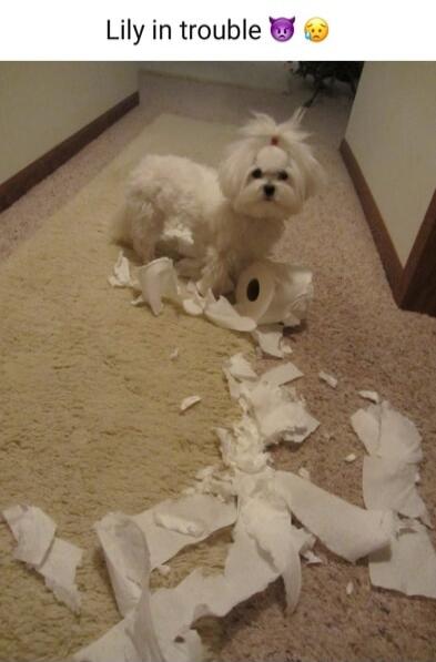 Lily in trouble 😈 😩