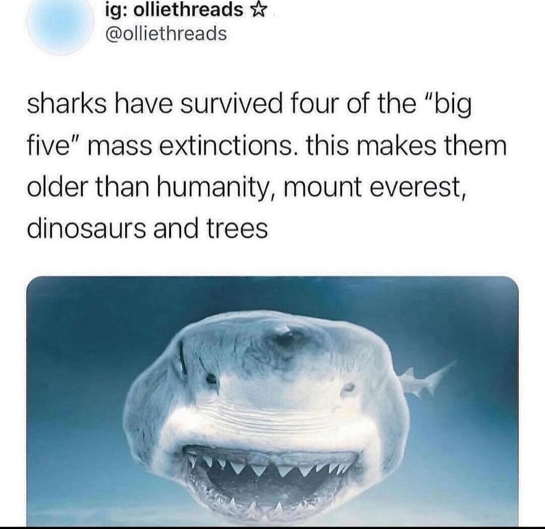 ig olliethreads w olliethreads sharks have survived four of the big five mass extinctions this makes them older than humanity mount everest dinosaurs and trees