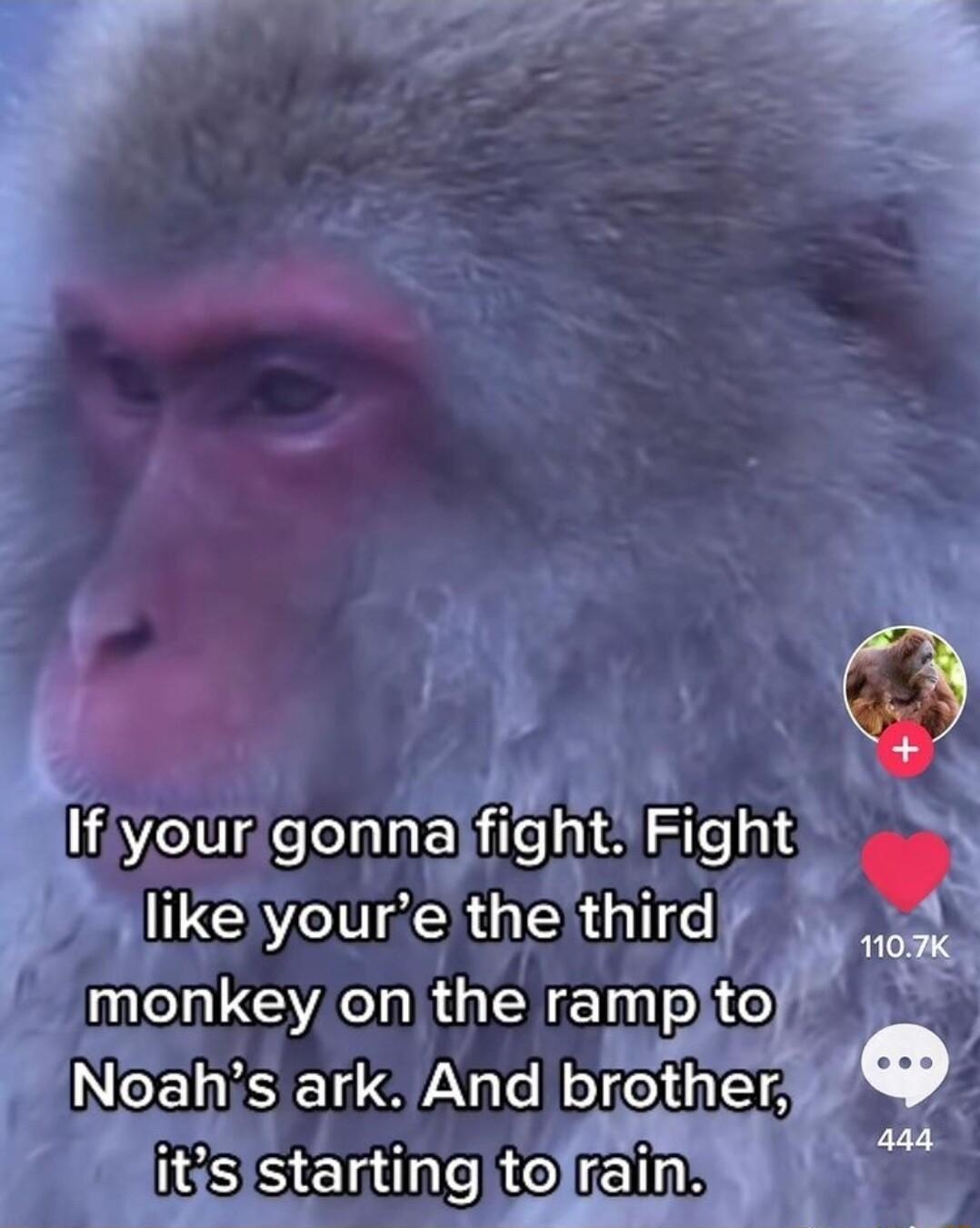 monkey on ihe ramp 6