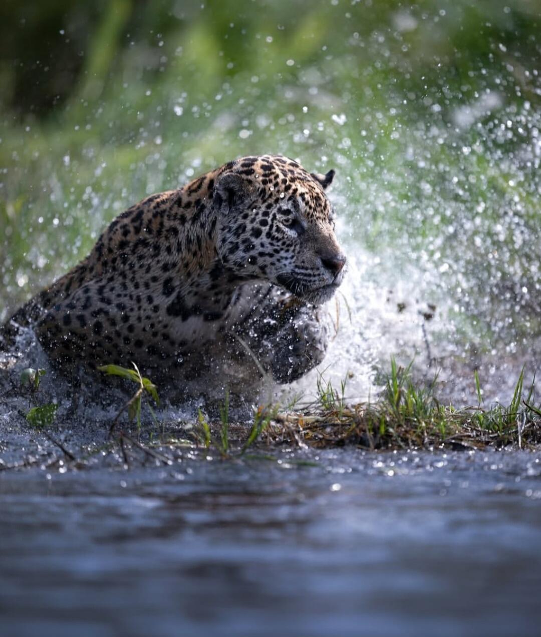 Leopard in water