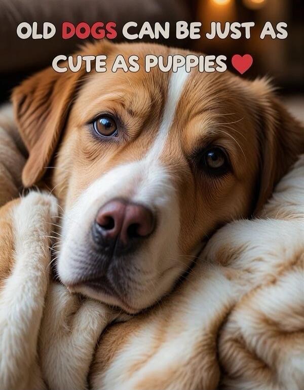 OLD DOGS CAN BE JUST AS CUTE AS PUPPIES