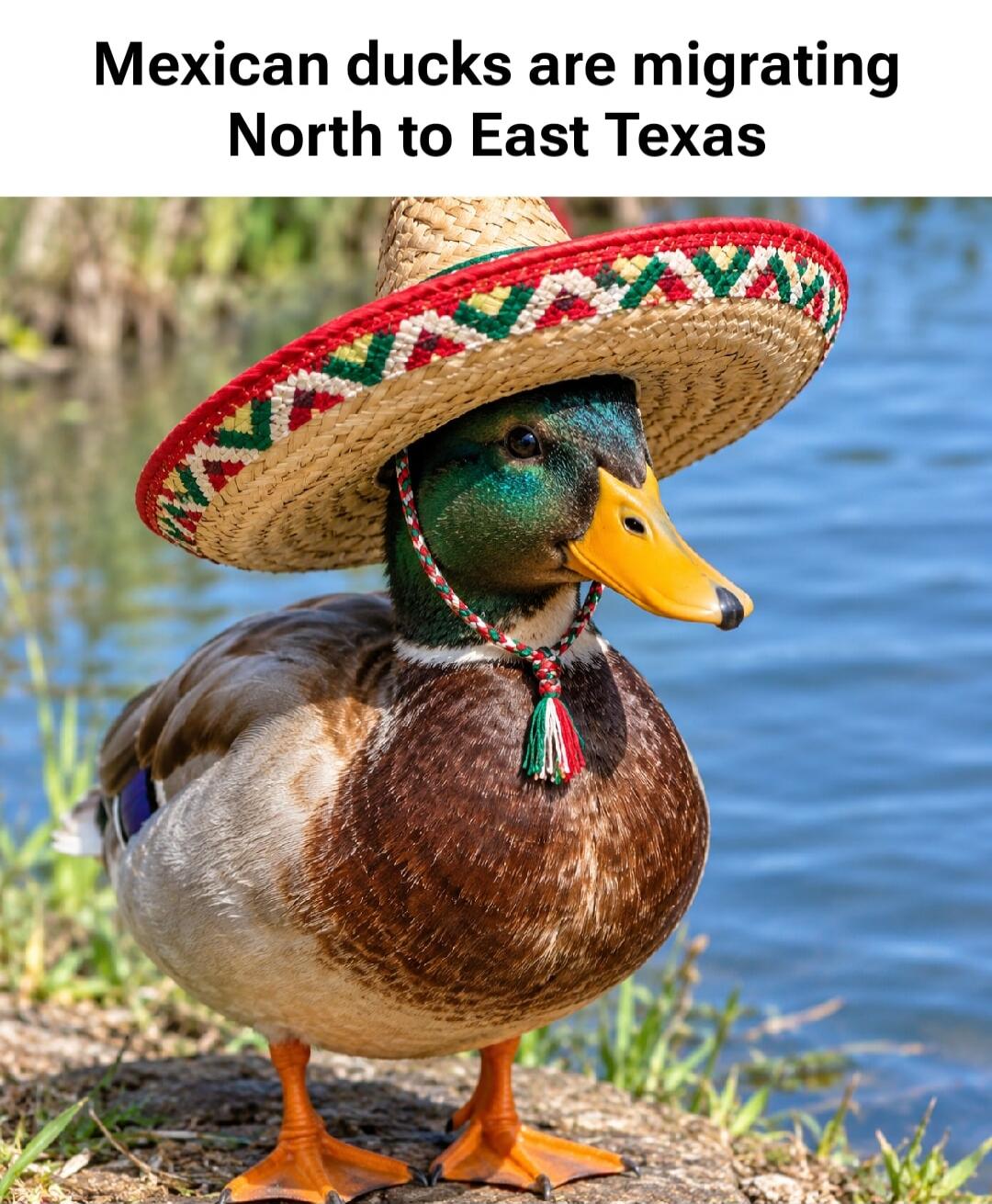 Mexican ducks are migrating North to East Texas