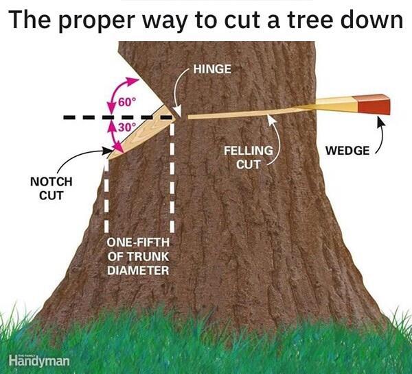 The proper way to cut a tree down ONE FIFTH OF TRUNK DIAMETER Handyman