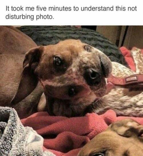 It took me five minutes to understand this not disturbing photo