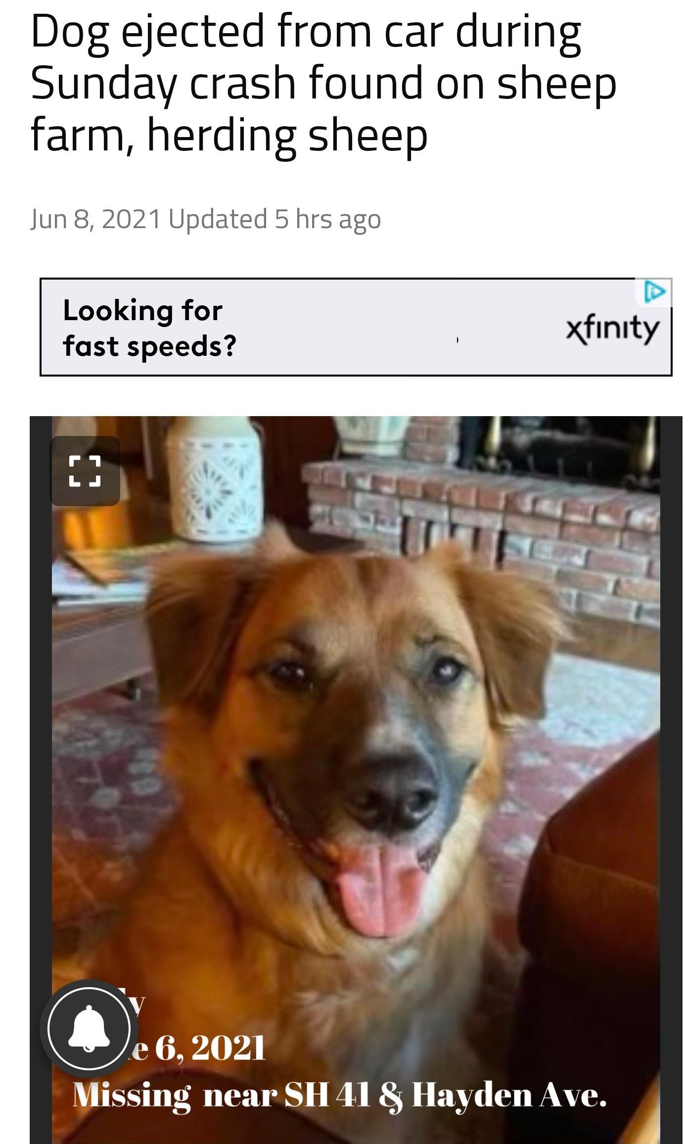Dog ejected from car during Sunday crash found on sheep farm herding sheep Jun 8 2021 Updated 5 hrs ago Looking for fast speeds N e 062021 Missing near SH 41 Hayden Ave 4