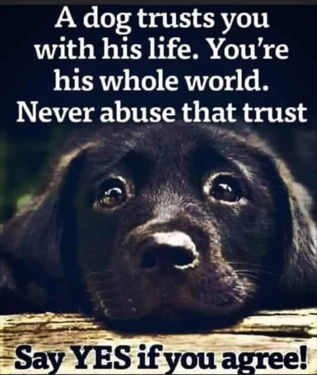 A dog trusts you with his life Youre his whole world Never abuse th_tt trust