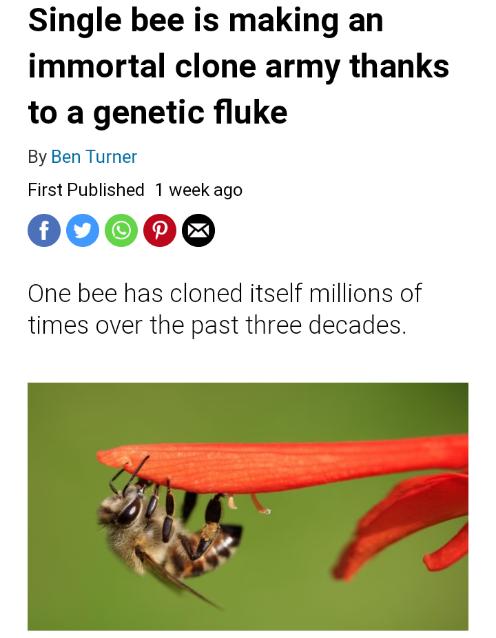 Single bee is making an immortal clone army thanks to a genetic fluke By Ben Turner First Published 1 week ago 00000 One bee has cloned itself millions of times over the past three decades