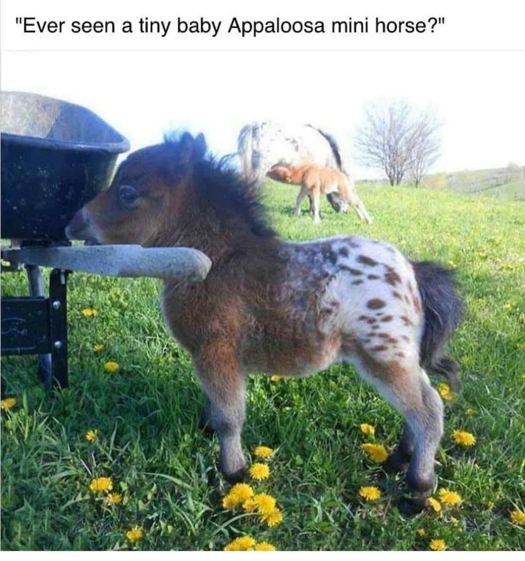 Ever seen a tiny baby Appaloosa mini horse