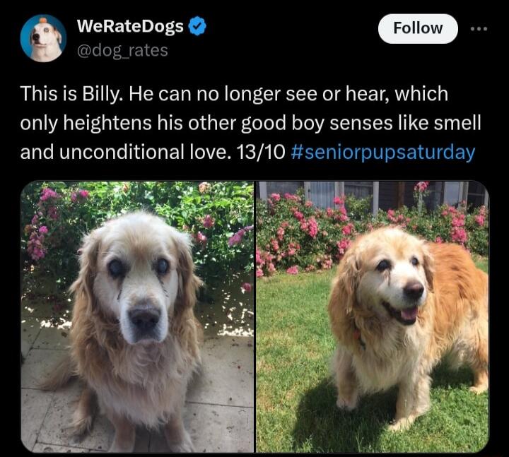 WeRateDogs dog rates This is Billy He can no longer see or hear which only heightens his other good boy senses like smell and unconditional love 1310 seniorpupsaturday