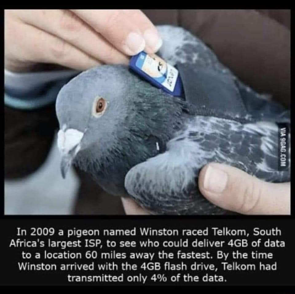In 2009 a pigeon named Winston raced Telkom South Africas largest ISP to see who could deliver 4GB of data to a location 60 miles away the fastest By the time Winston arrived with the 4GB flash drive Telkom had transmitted only 4 of the data