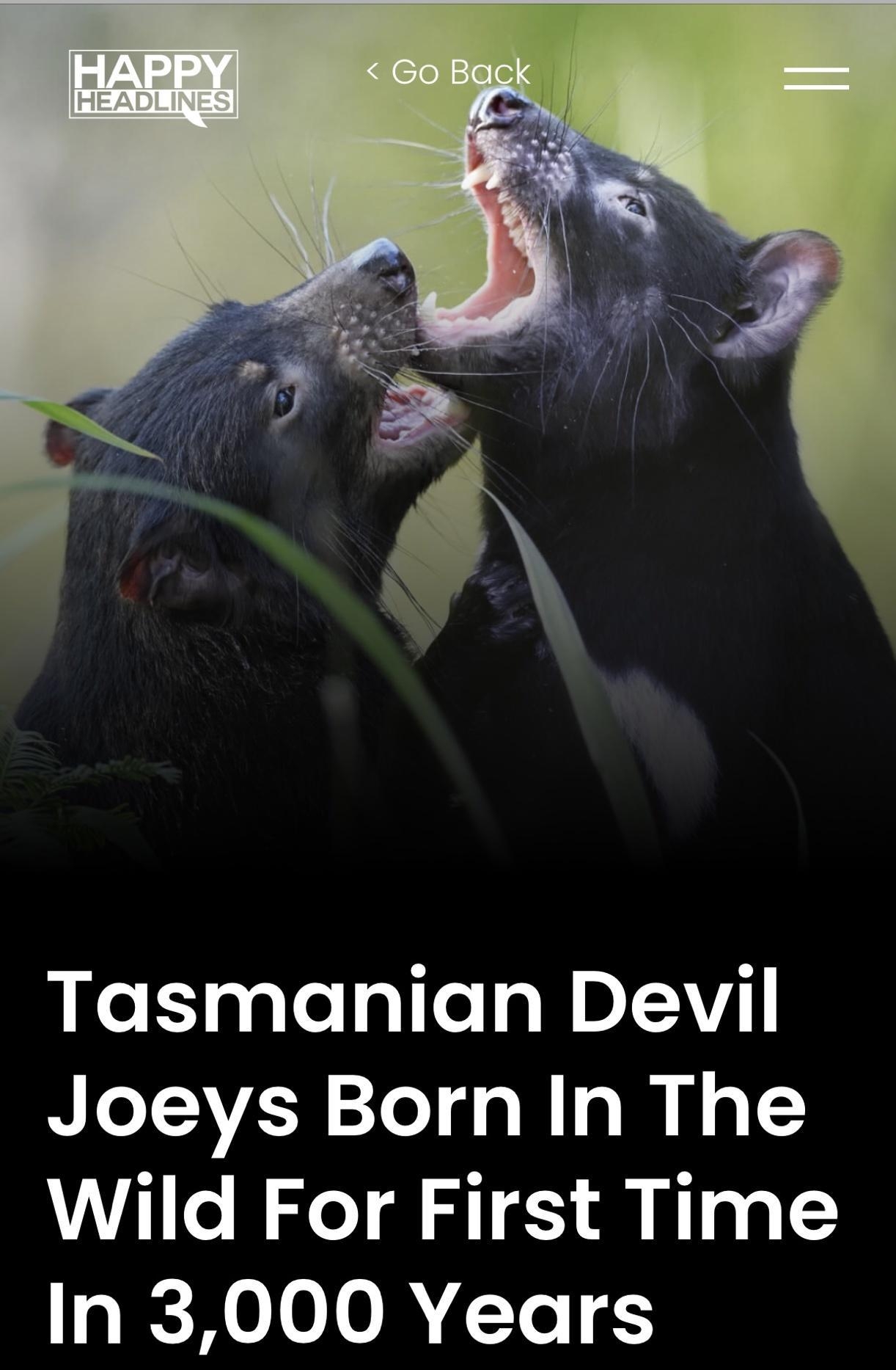 Tasmanian Devil Joeys Born In The Wild For First Time In 3000 Years