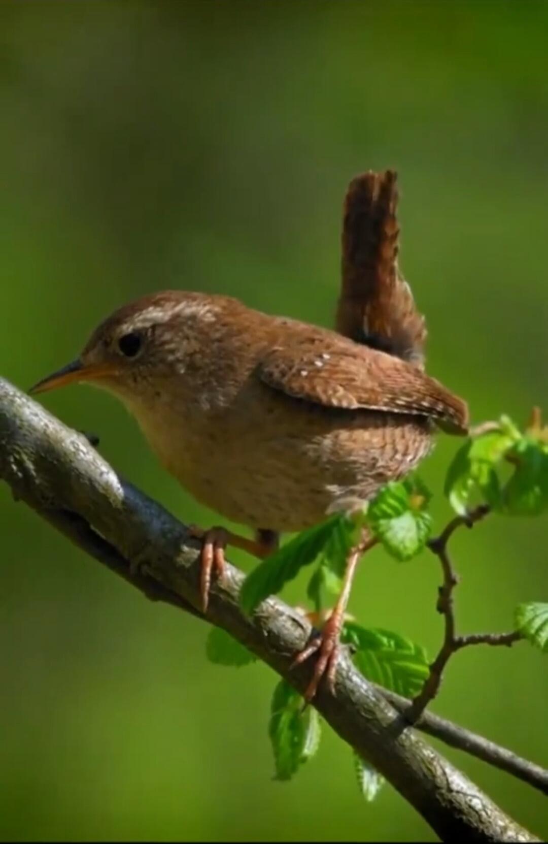 Session ID: 1105821.