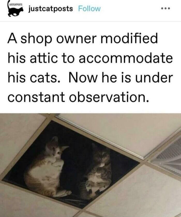 justcatposts Follow A shop owner modified his attic to accommodate his cats Now he is under constant observation