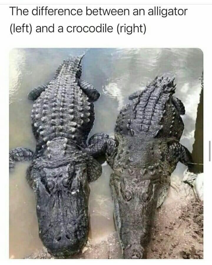 The difference between an alligator left and a crocodile right