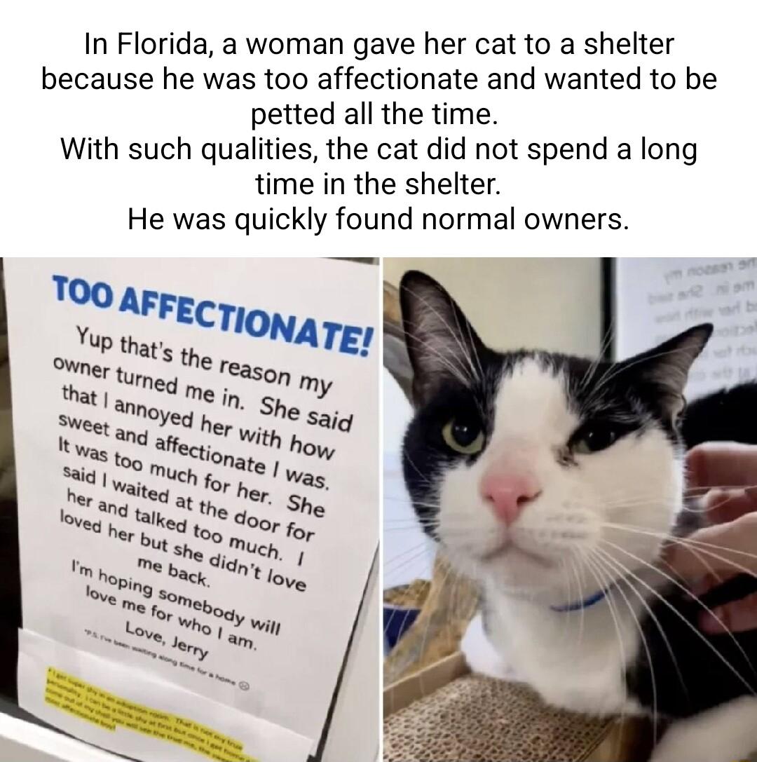 In Florida a woman gave her cat to a shelter because he was too affectionate and wanted to be petted all the time With such qualities the cat did not spend a long time in the shelter He was quickly found normal owners