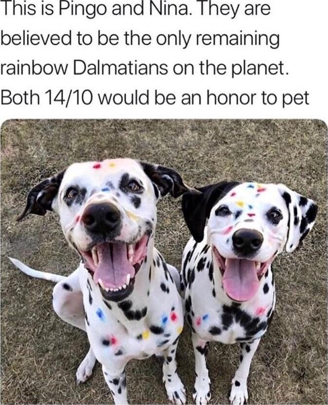 IS IS PIngo and Nina I hey are believed to be the only remaining rainbow Dalmatians on the planet Both 1410 would be an honor to pet
