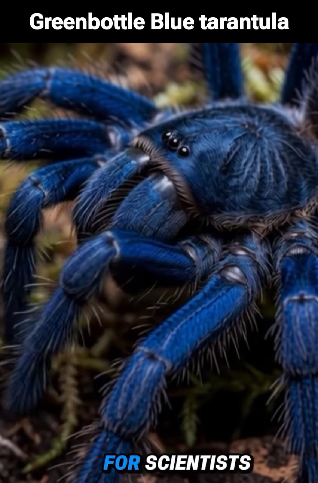 Greenbottle Blue tarantula FOR SCIENTISTS