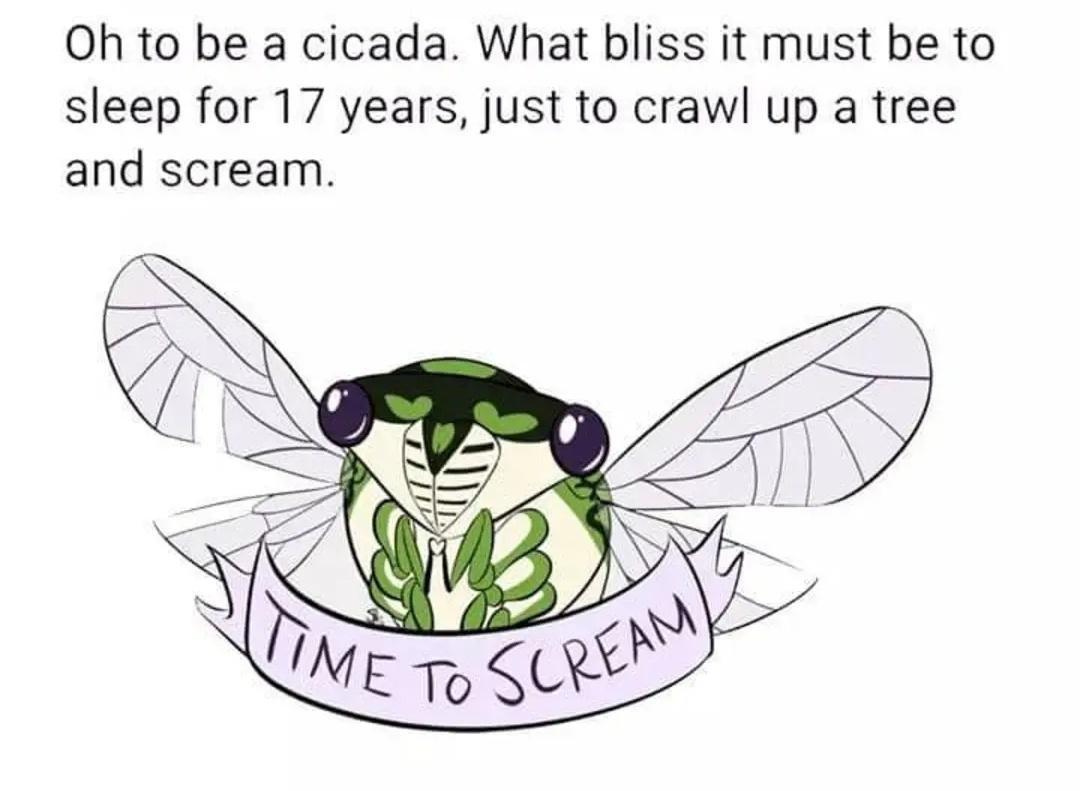 Oh to be a cicada What bliss it must be to sleep for 17 years just to crawl up a tree and scream