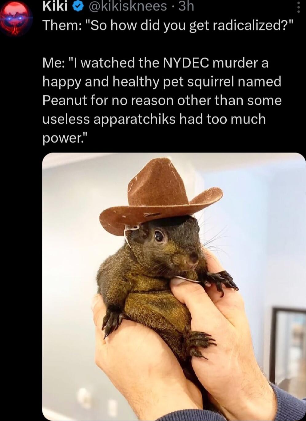 3h Kiki kikisknees Them So how did you get radicalized Me l watched the NYDEC murder a happy and healthy pet squirrel named REELN S T N CER T Kol G IR GE T I useless apparatchiks had too much