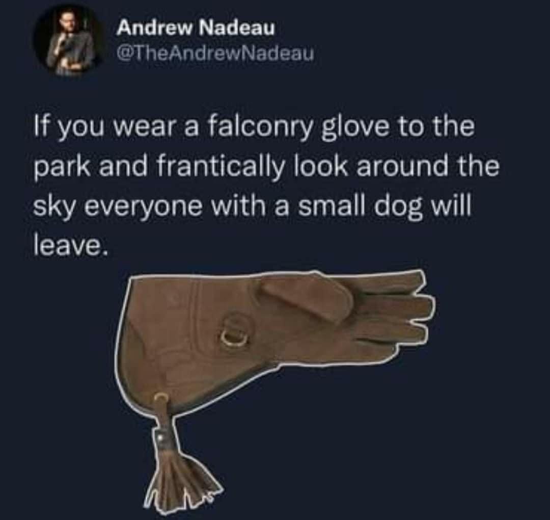 LUCIELEL T ARG LIEEREET If you wear a falconry glove to the eE1CRE Tl RETI Lo WA TeTe T e W ale Ry 1Y sky everyone with a small dog will leave