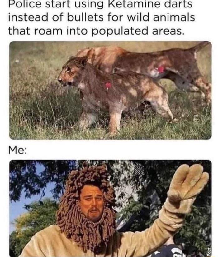 Folice start using Ketamine dar instead of bullets for wild animals that roam into populated areas