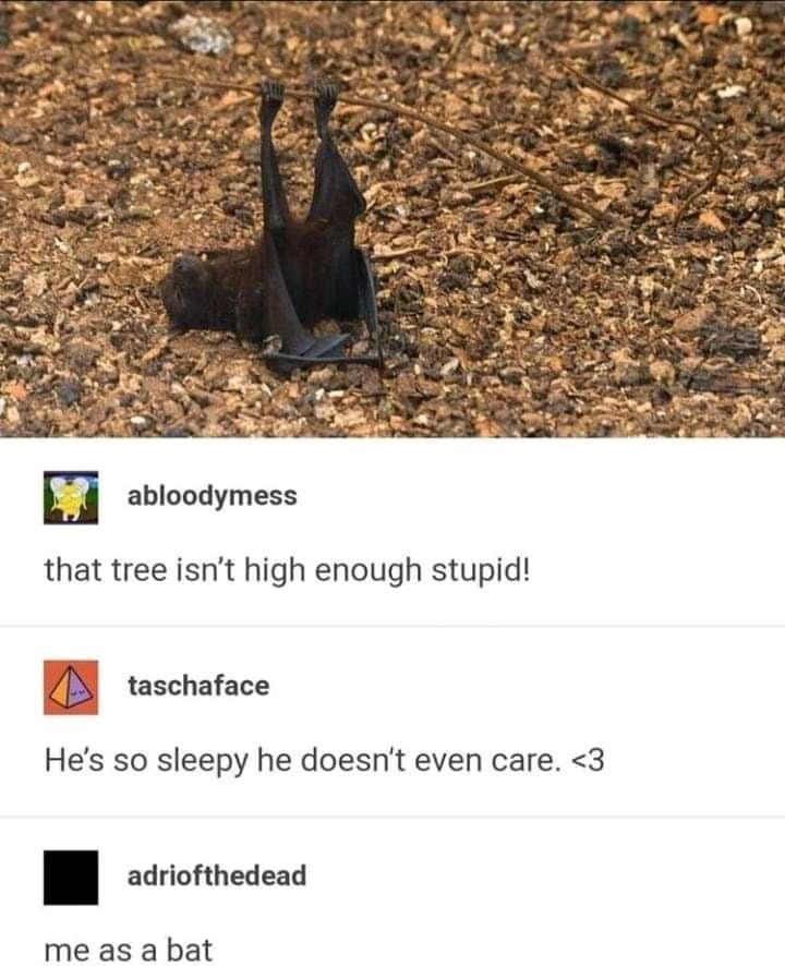 m abloodymess that tree isnt high enough stupid B8 taschatace Hes so sleepy he doesnt even care 3 adriofthedead me as a bat