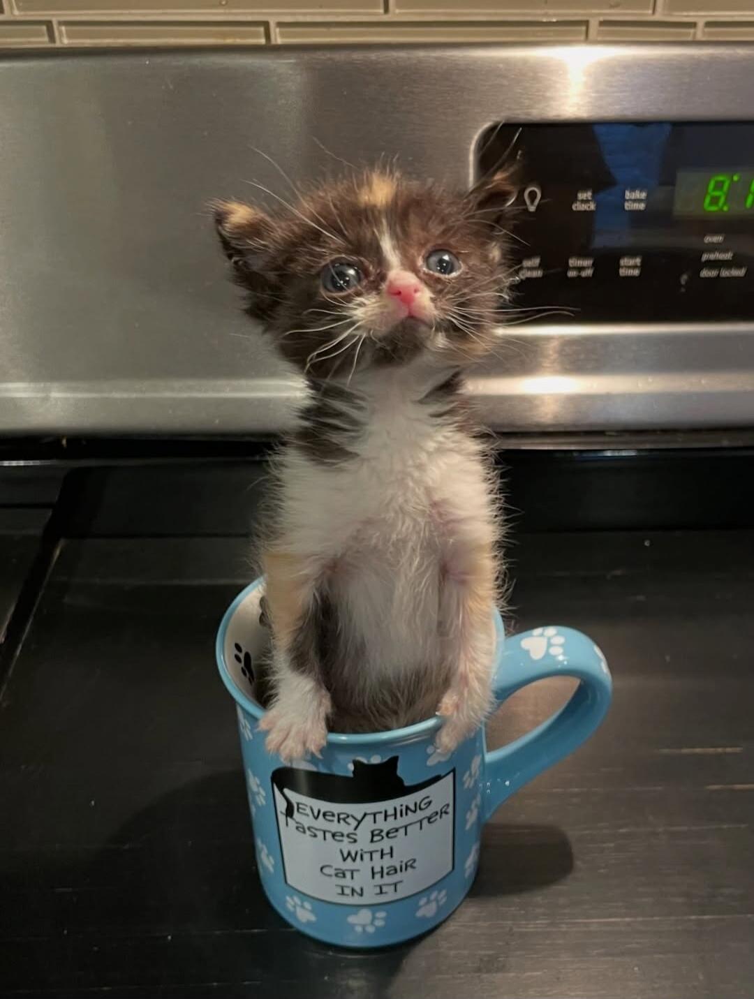 Everything tastes better with cat hair in it