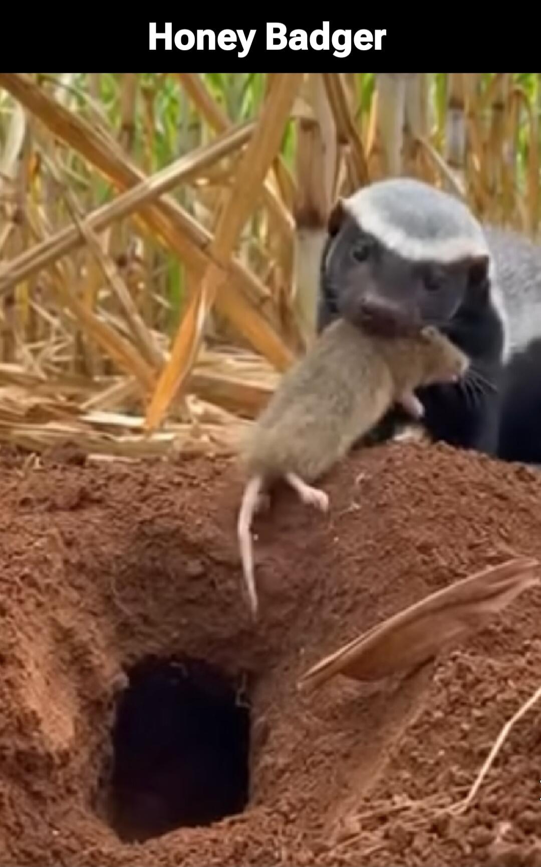 Honey Badger. A honey badger is seen holding a rat near a burrow.