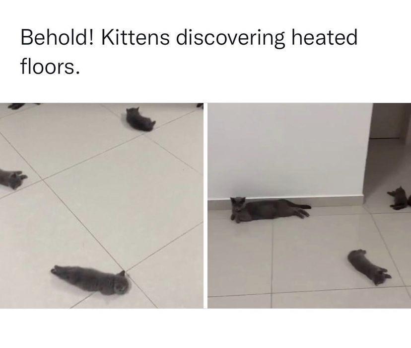 Behold Kittens discovering heated floors