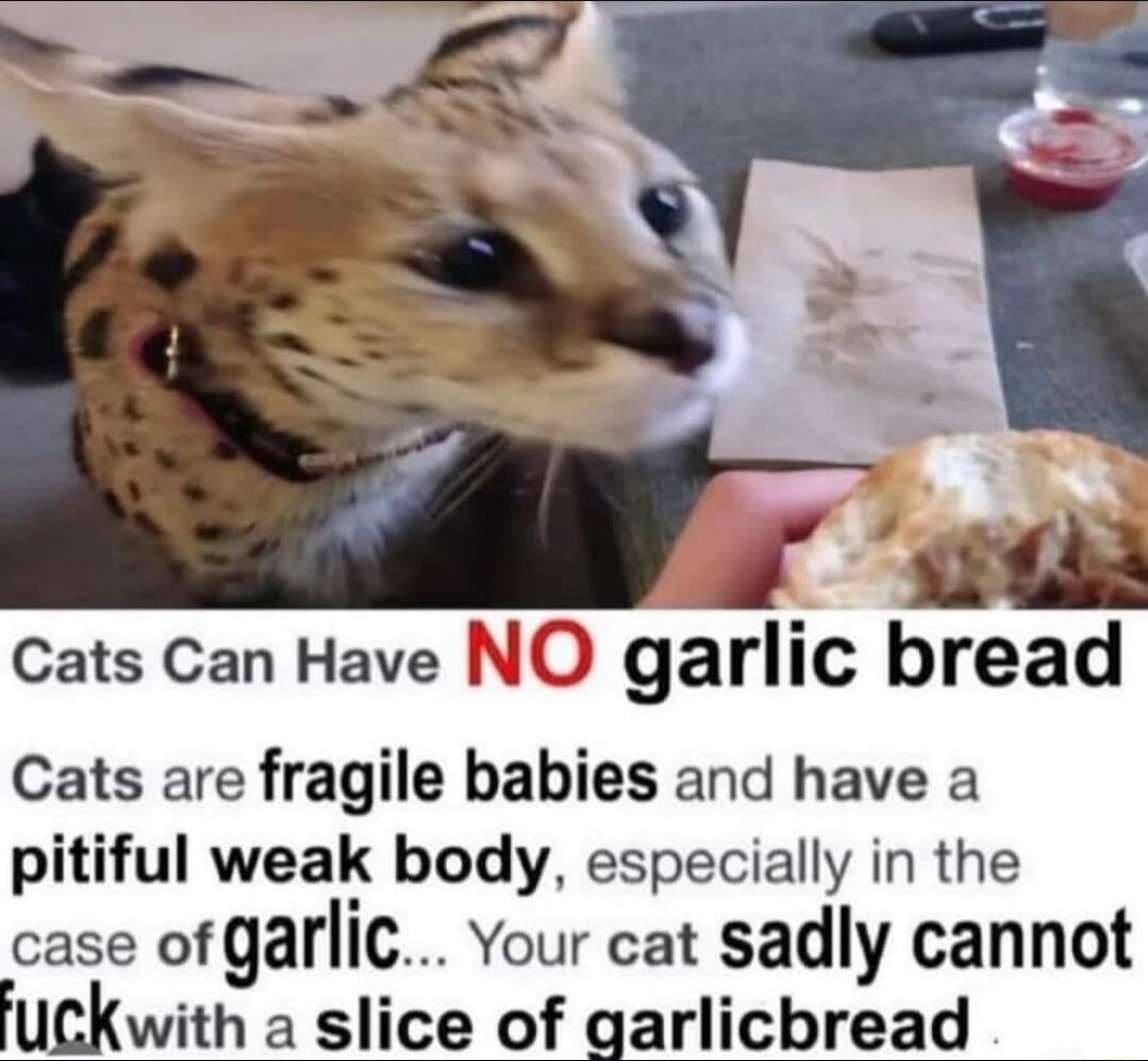 cats Can Have NO garlic bread Cats are fragile babies and have a pitiful weak body especially in the case of garlic Your cat sadly cannot ck