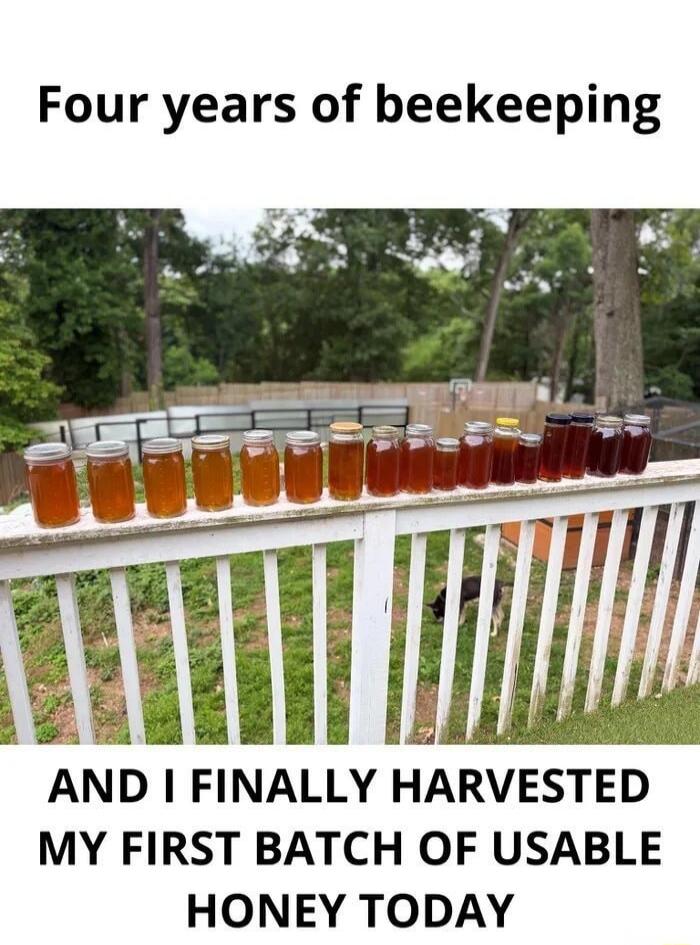 Four years of beekeeping AND I FINALLY HARVESTED MY FIRST BATCH OF USABLE HONEY TODAY