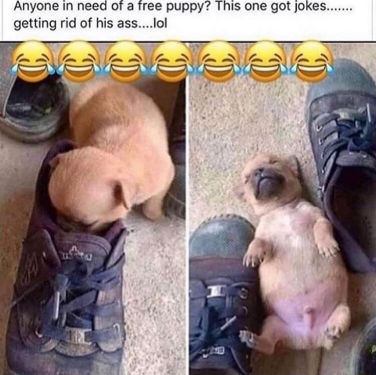 Anyone in need of a free puppy This one got jokes getting rid of his asslol