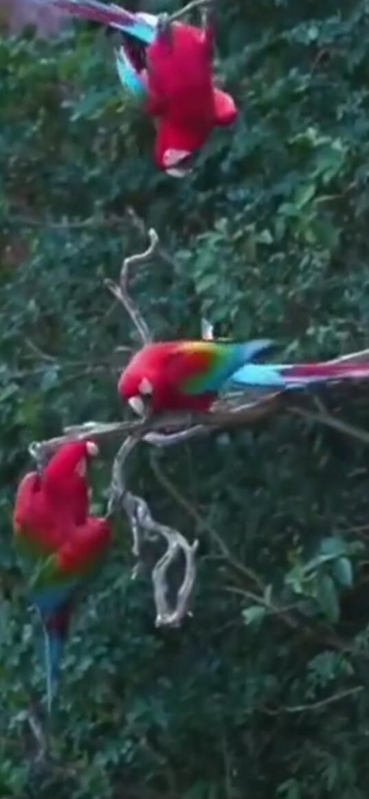Three red macaws with colorful blue and green wings perched on branches.