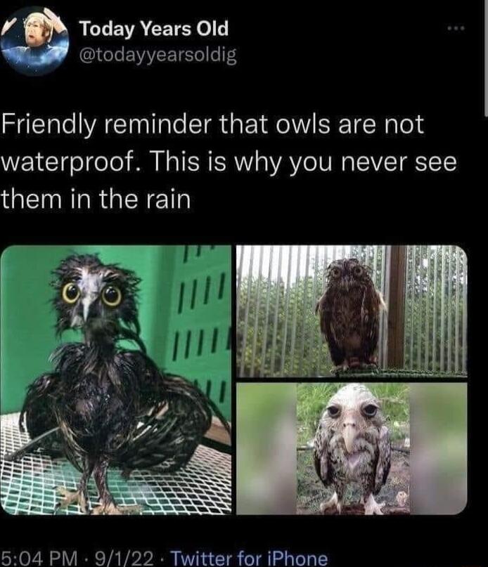 AL EVACETEY eI todayyearsoldig Friendly reminder that owls are not waterproof This is why you never see QTR RGN ET 504 PM 9122 Twitter for iPhone