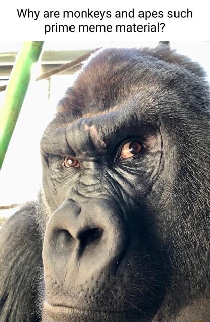Why are monkeys and apes such prime meme material