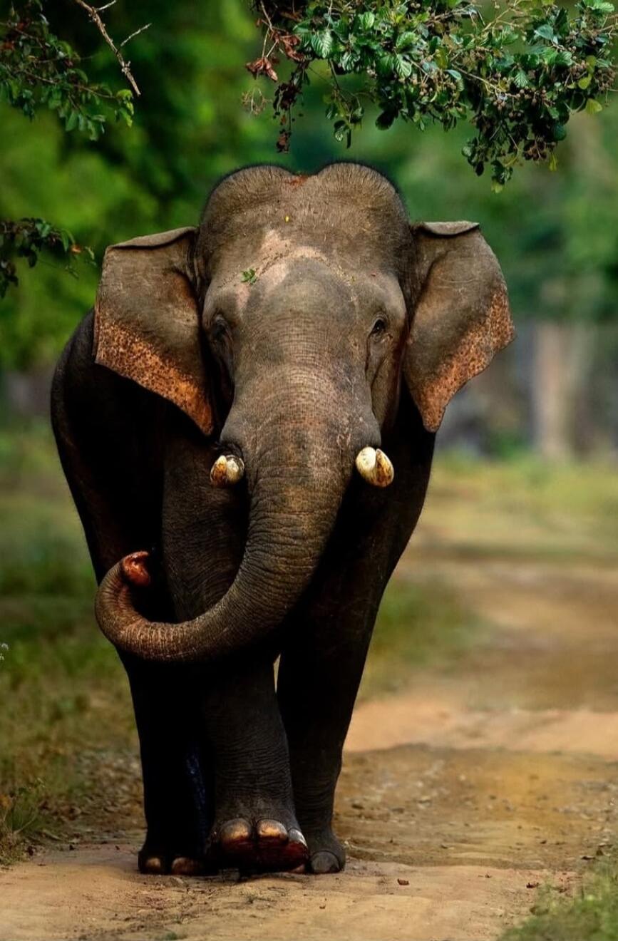 An elephant walking on a dirt path with green foliage overhead. The elephant faces the camera with its trunk curled and tusks visible.