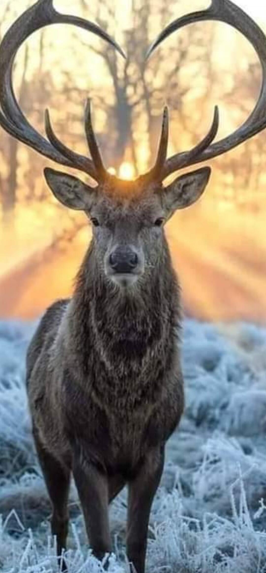 A majestic deer with enormous antlers stands in a frost-covered field as the sun glows behind its head, creating a warm halo effect. The background shows a wintry forest with soft, golden light.