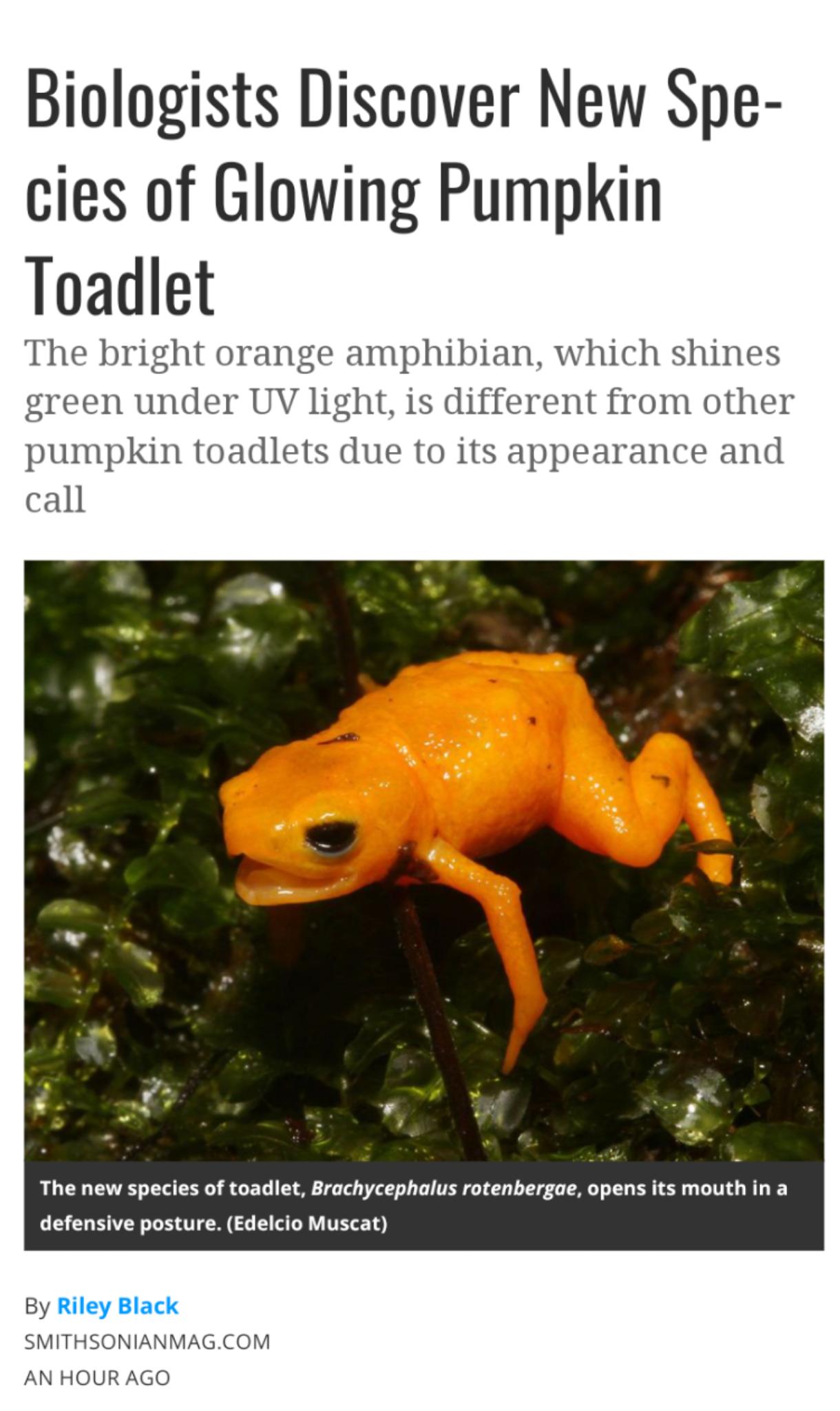 Biologists Discover New Spe cies of Glowing Pumpkin Toadlet The bright orange amphibian which shines green under UV light is different from other pumpkin toadlets due to its appearance and call 3 7 The new species of toadlet Brachycephalus rotenbergae opens its mouth in a defensive posture Edelcio Muscat By Riley Black SMITHSONIANMAGCOM AN HOUR AGO