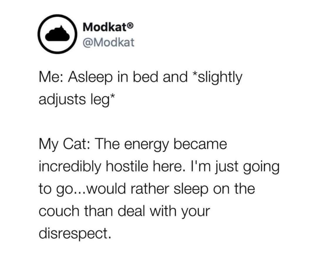 Modkat Modkat Me Asleep in bed and slightly adjusts leg My Cat The energy became incredibly hostile here Im just going to gowould rather sleep on the couch than deal with your disrespect