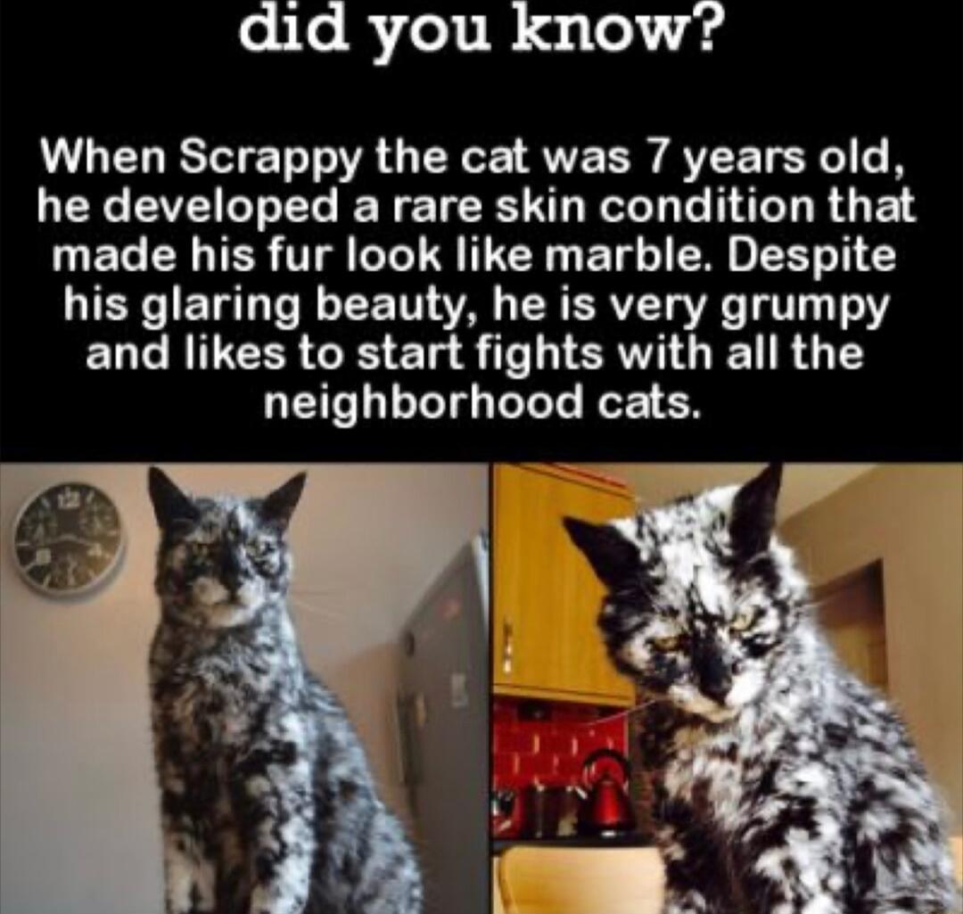 did you know L LELITE R G AVE RN AVEETSRC N he developed a rare skin condition that UEL CRTES TR LU N BT R AT T LI ET DTN EE VA R RV TV 1Y ENCRITEER G L I ISR GIEN R G 1 neighborhood cats