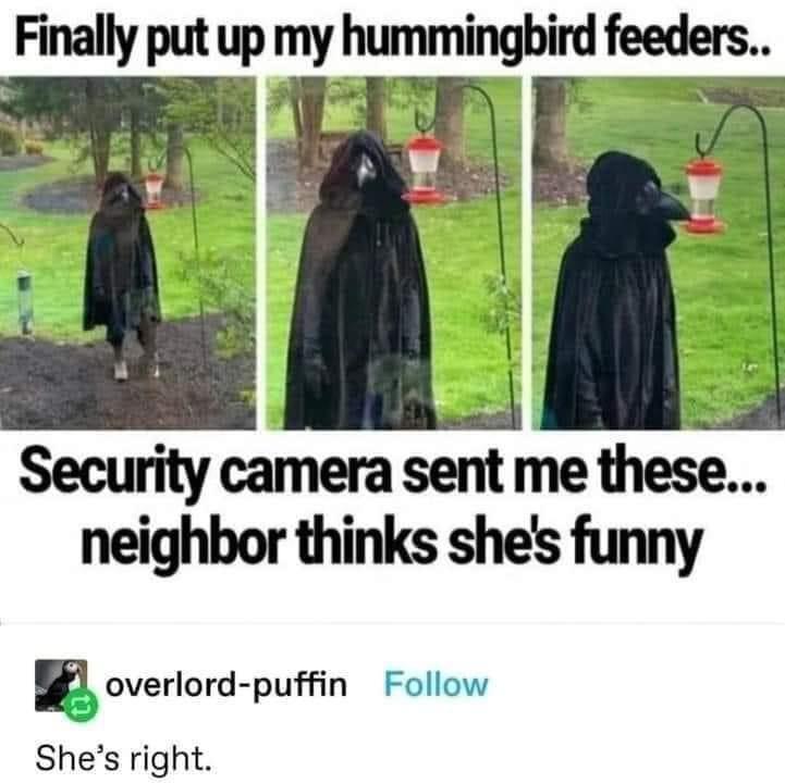 Finally my _humingbird feeders R F it y 3 b A N Y g 1 A o A o oD 2 i o ALY g Security camera sentme these neighbor thinks shes funny overlord puffin Follow Shes right