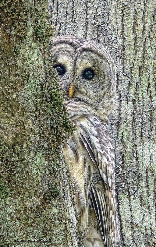 An owl peeking from behind a tree.
