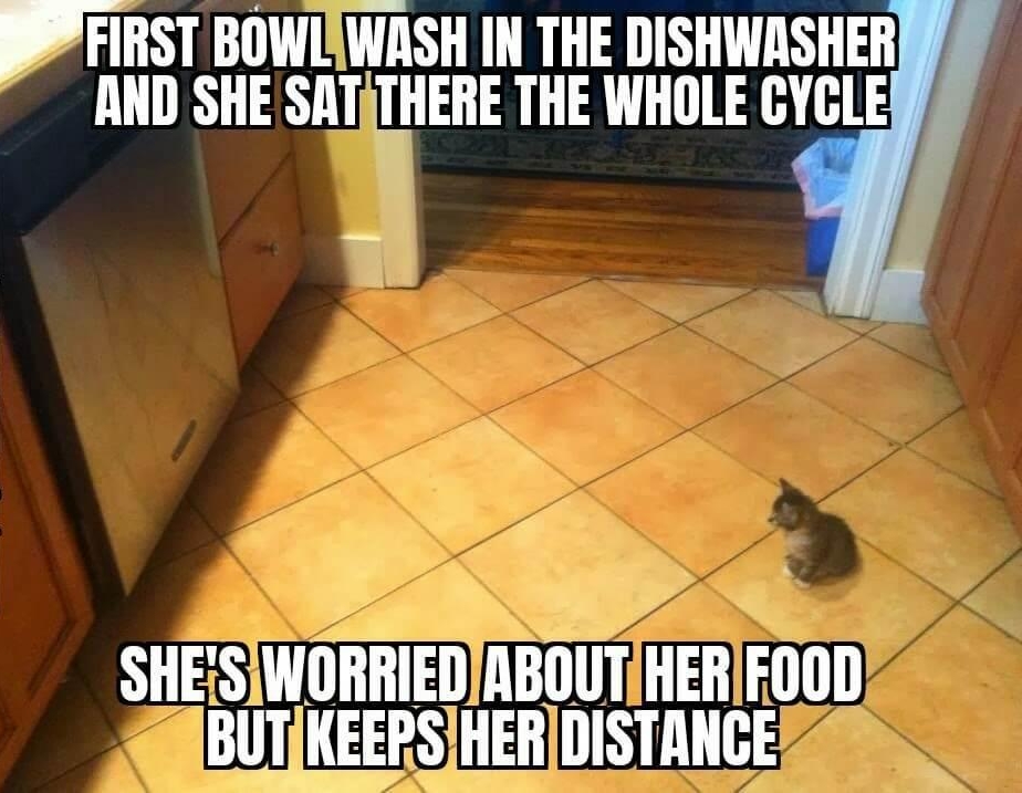 PPFIRST BOWIAWASH IN THE DISHWASHER R A A TR THT SHESIWORRIEDABOUTHERF0OOD BUTKEERSHERIDISTANGE