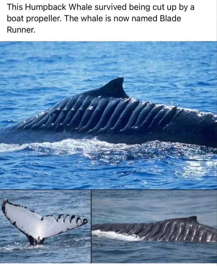 This Humpback Whale survived being cut up by a boat propeller. The whale is now named Blade Runner.