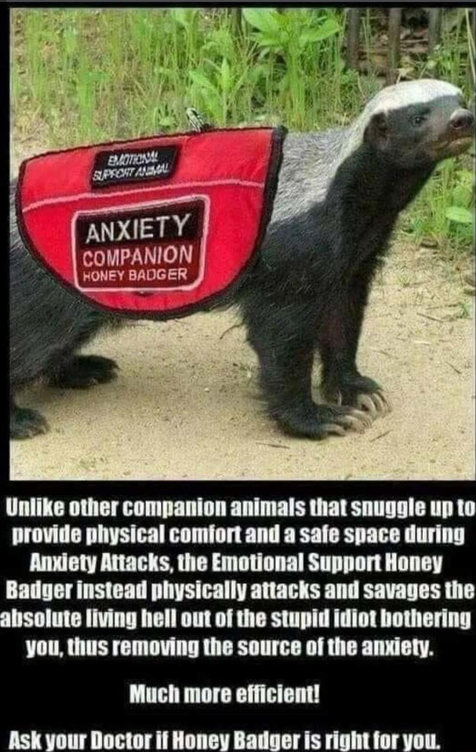 COMPANION HONEY BADGER Unlike other companion animals that snuggle up to provide physical comfort and a safe space during Anxiety Attacks the Emotional Support Honey Badyer instead physically attacks and savages the absolute living hell out of the stupid idiot hothering you thus removing the source of the anxiety Much more efficient Ask your Doctor if Honey Baduer is right for you