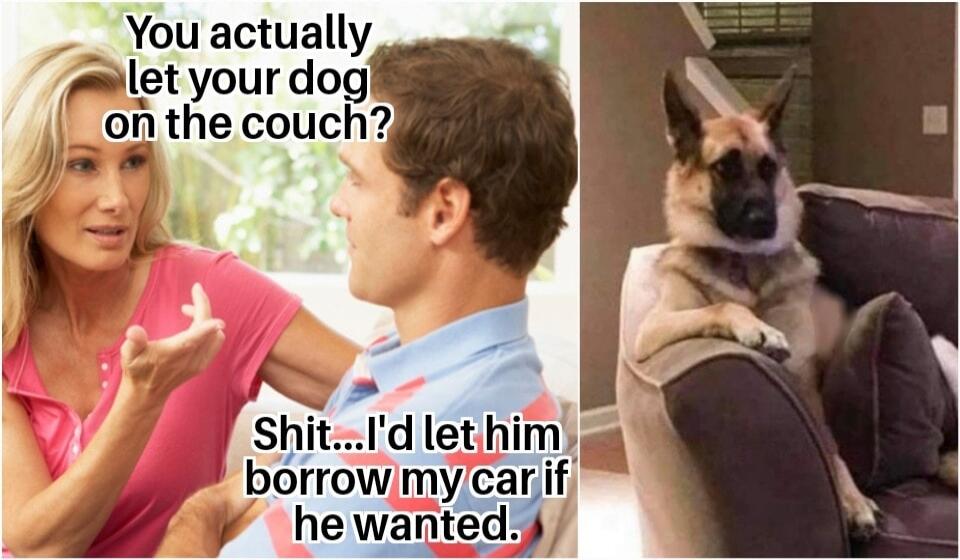 You actually let your dog on the couch j N shitId let him i _borrowmycar he wanted