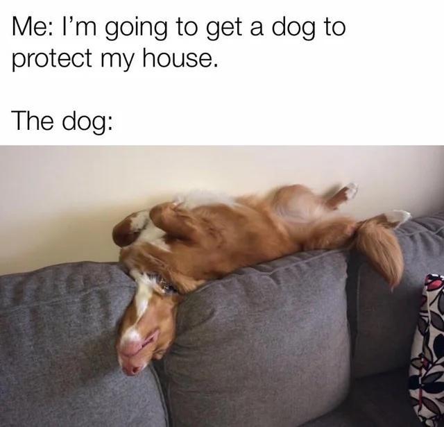 Me Im going to get a dog to protect my house The dog