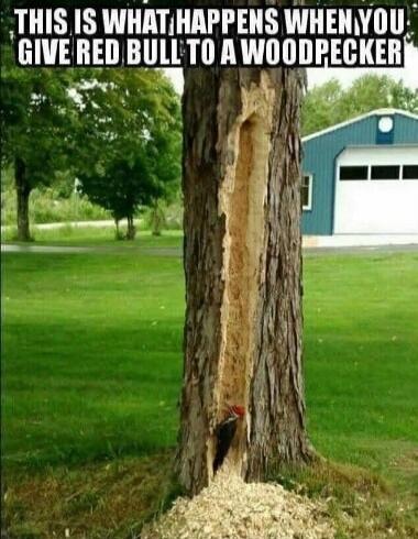 THIS IS WHAT HAPPENS WHEN YOU GIVE RED BULL TO A WOODPECKER